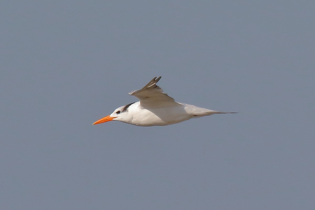 Royal Tern - ML645219727