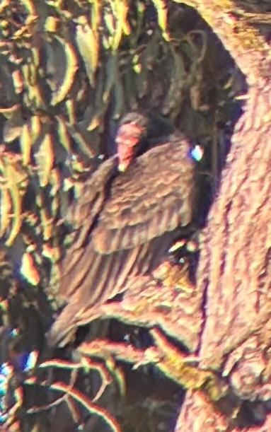 Turkey Vulture - ML645219733