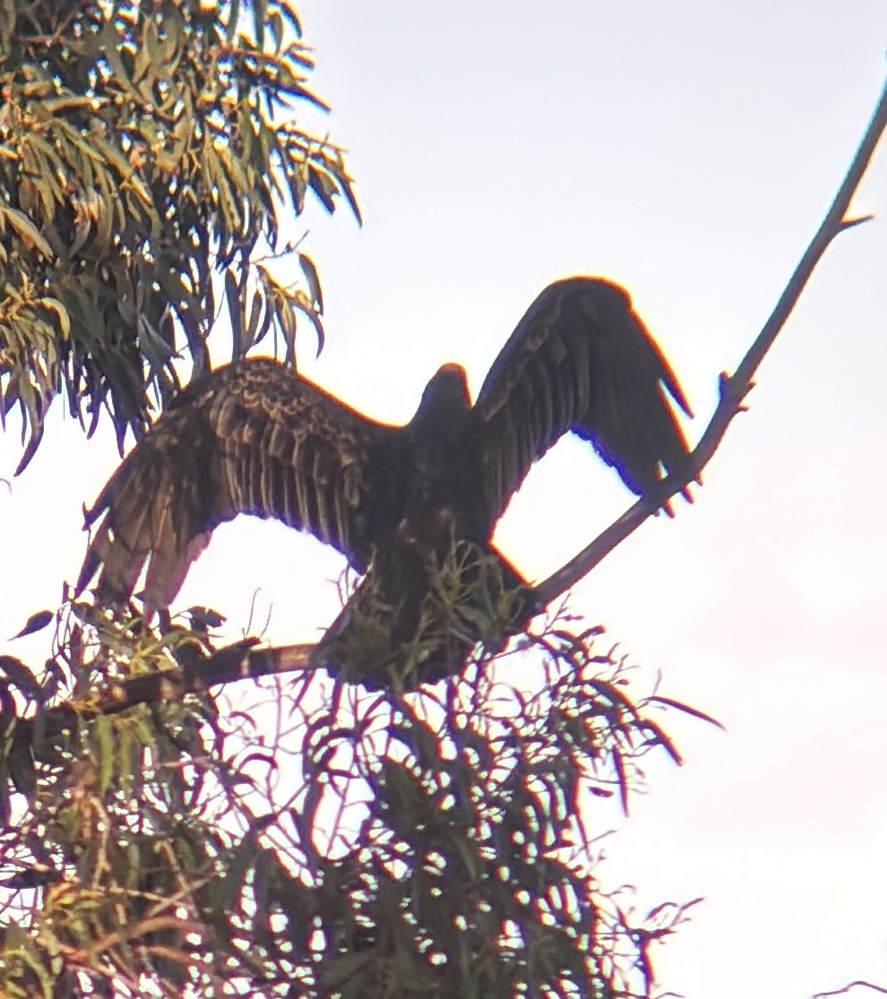 Turkey Vulture - ML645219734