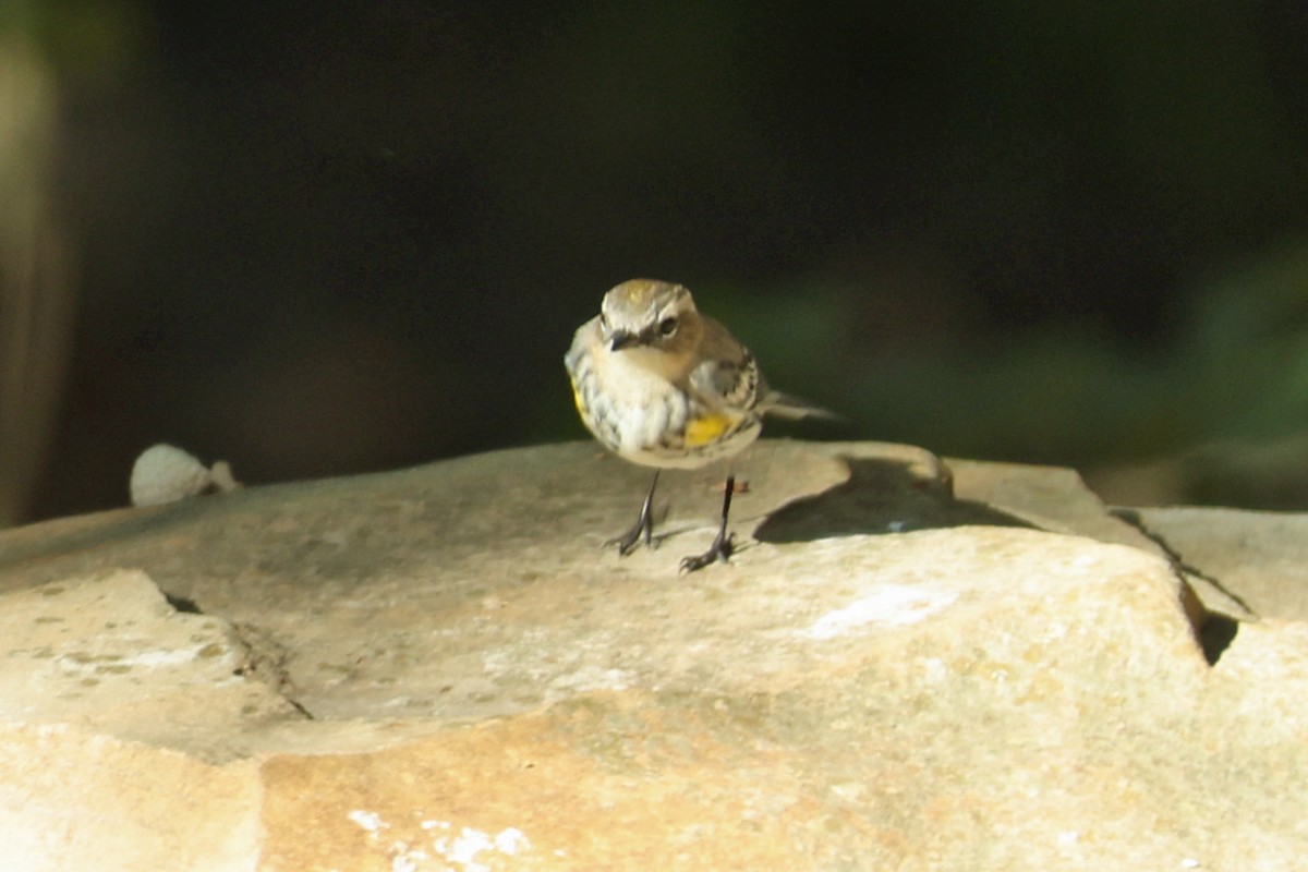 Yellow-rumped Warbler - ML645219773