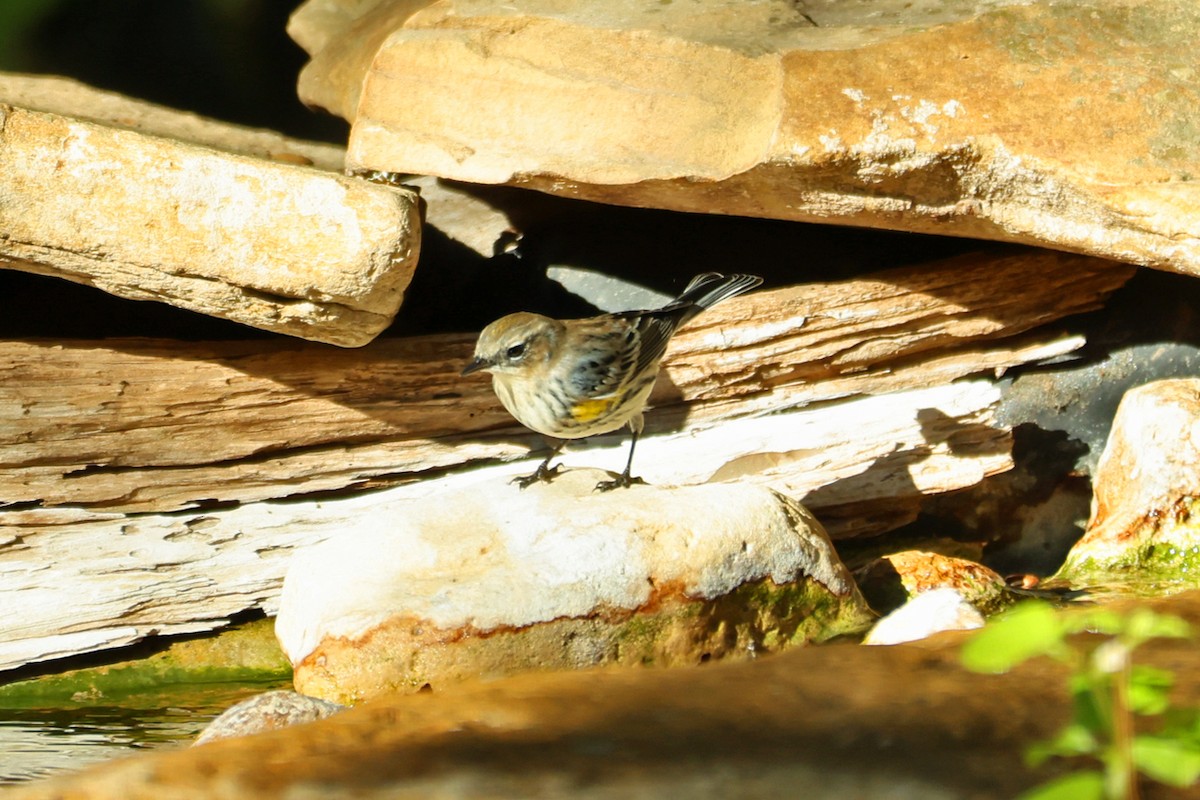 Yellow-rumped Warbler - ML645219774