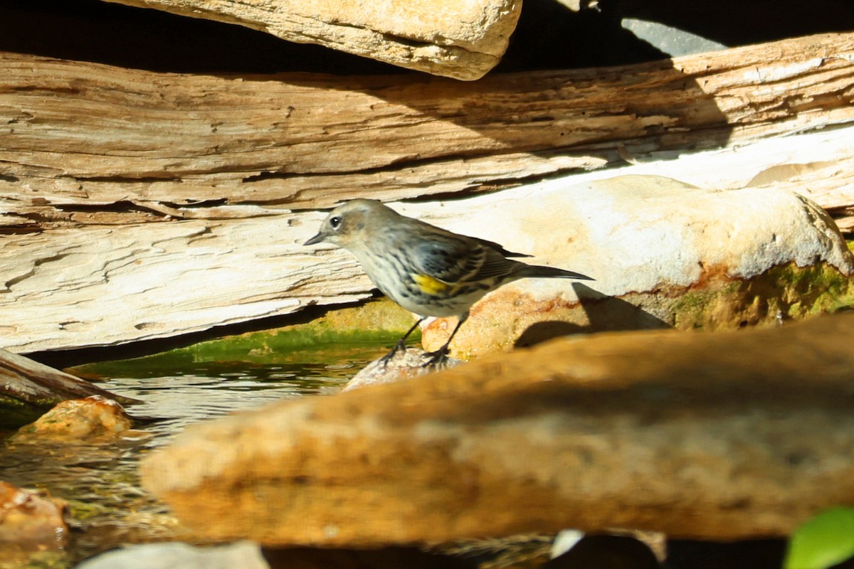 Yellow-rumped Warbler - ML645219775
