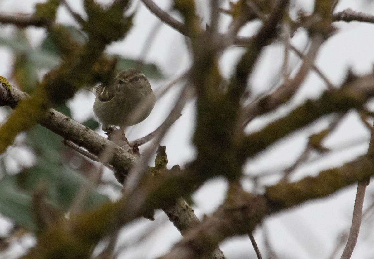 Yellow-browed Warbler - ML645219776