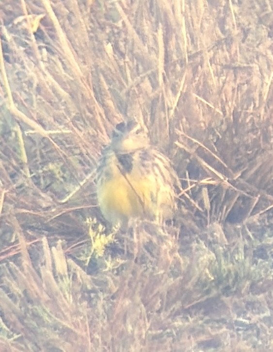 Western Meadowlark - ML645219777