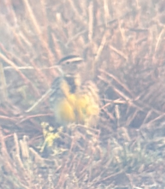 Western Meadowlark - ML645219778