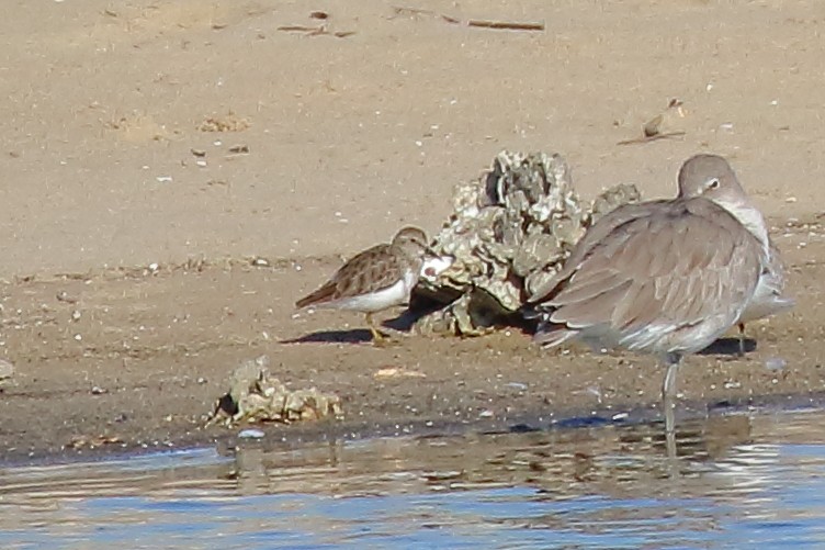 Least Sandpiper - ML645219782