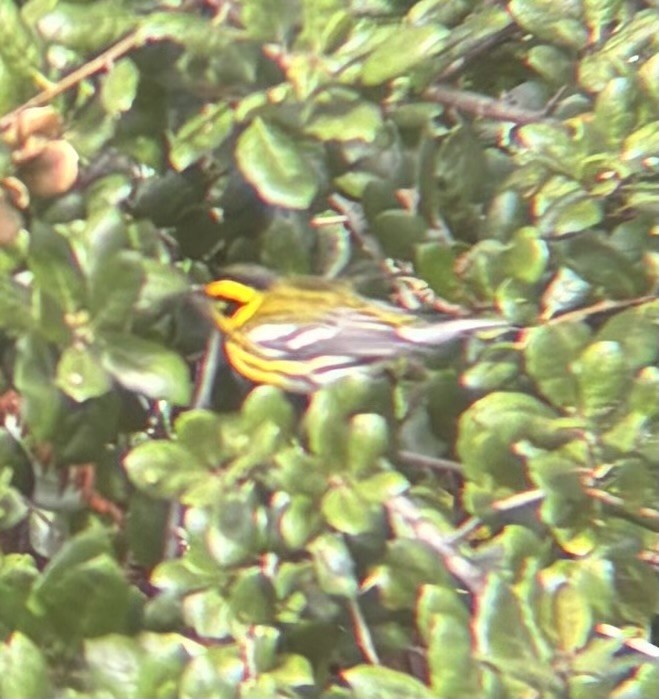 Townsend's Warbler - ML645219788