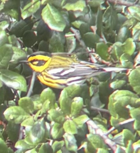 Townsend's Warbler - ML645219789
