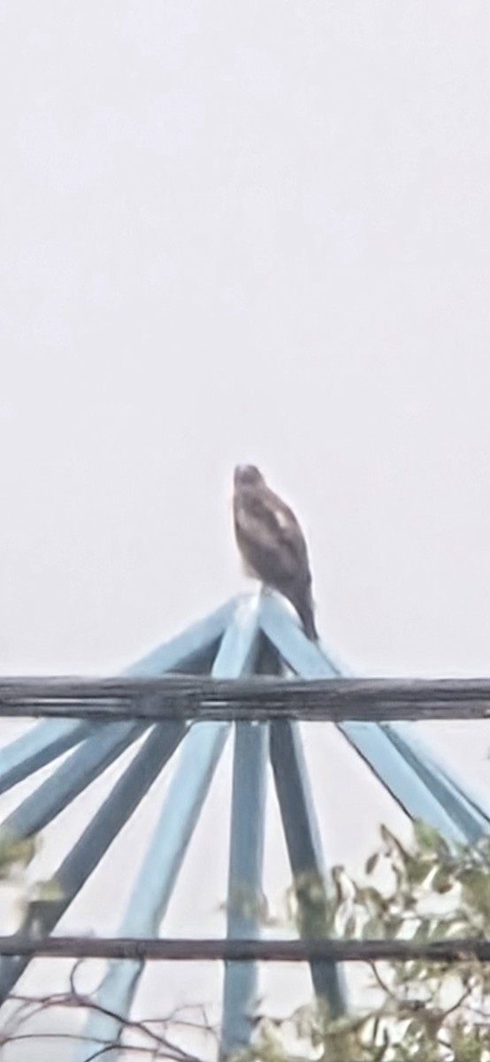 タカ科 - ML645219803