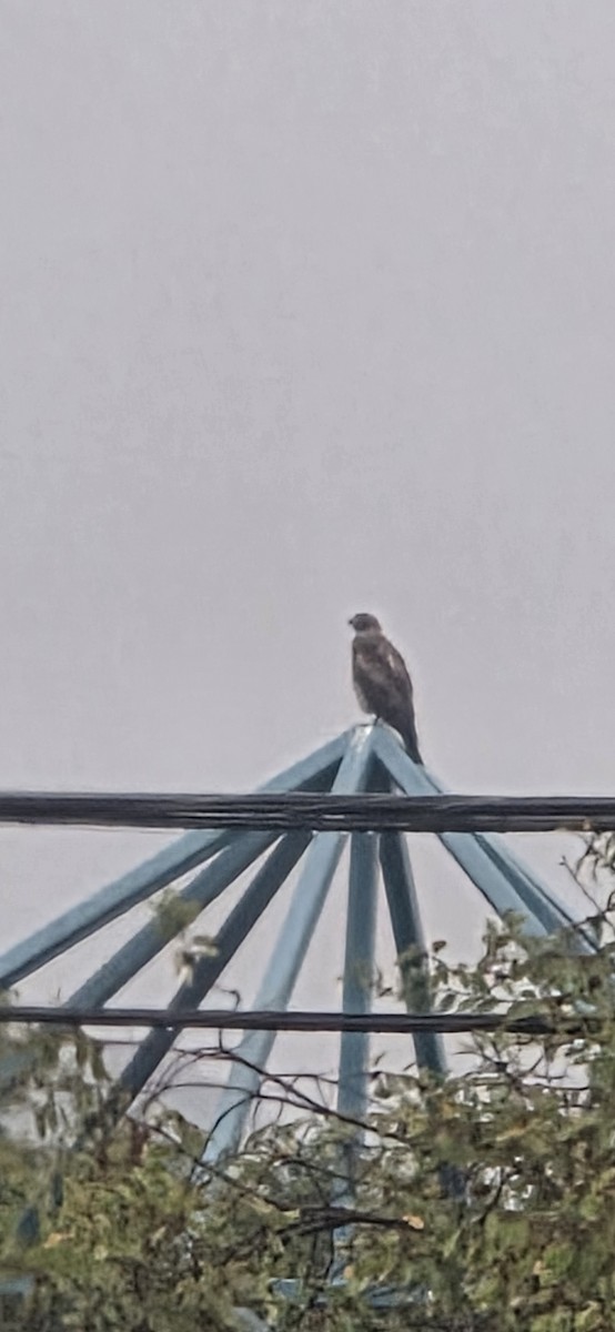 タカ科 - ML645219821