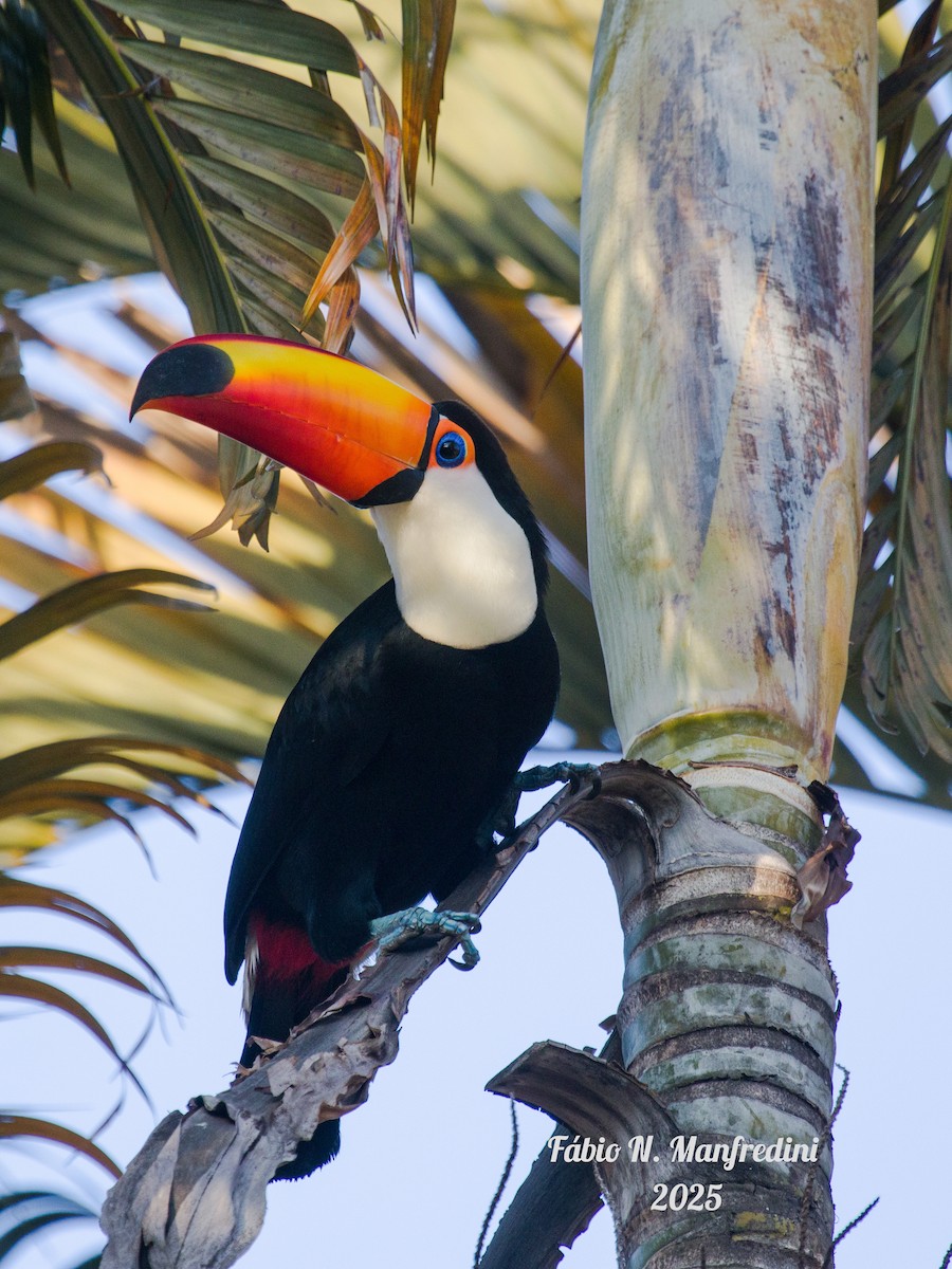 Toco Toucan - ML645219822