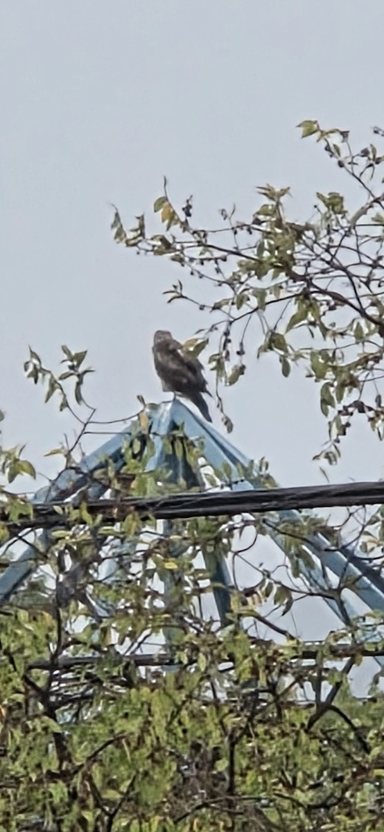 タカ科 - ML645219824