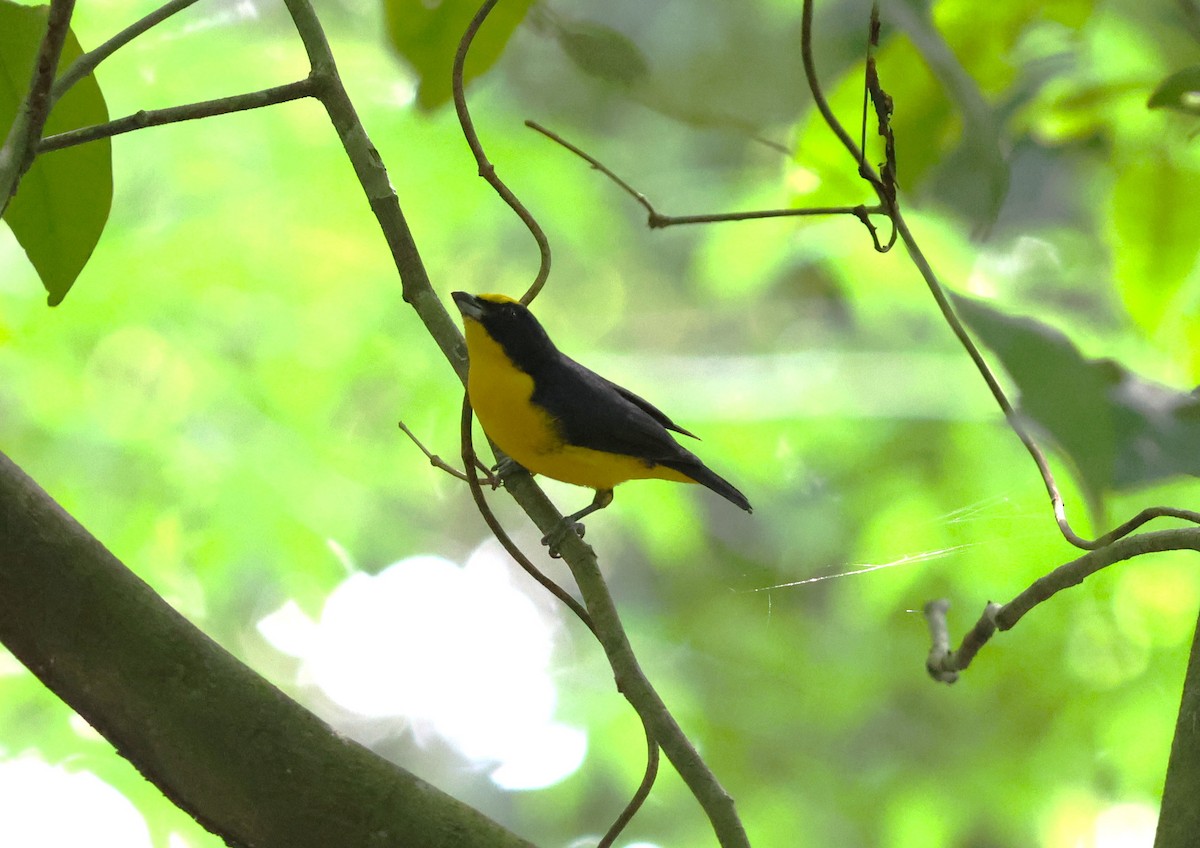 Thick-billed Euphonia - ML645219825
