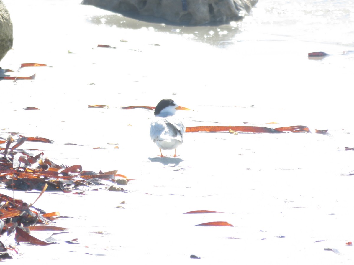 Australian Fairy Tern - ML645219838