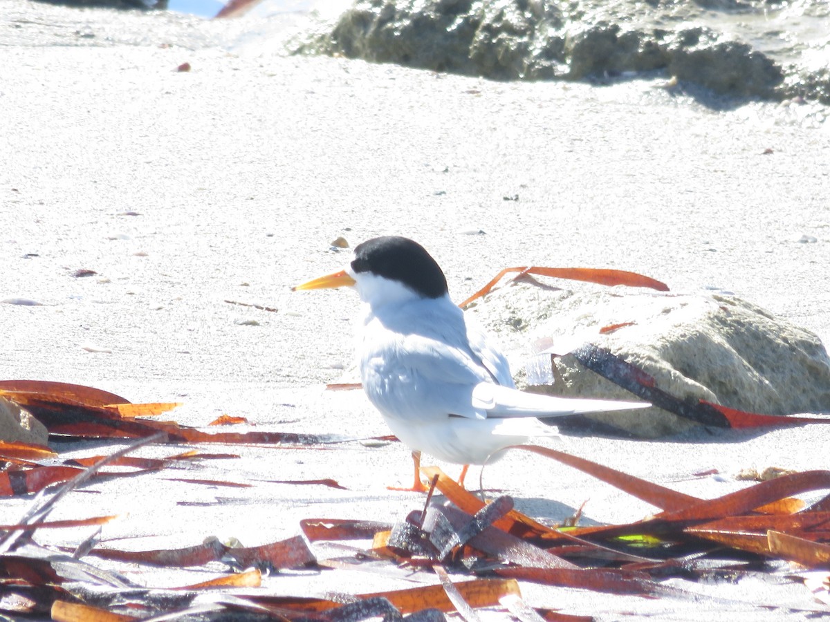 Australian Fairy Tern - ML645219840