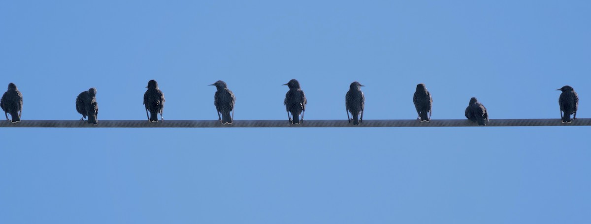 European Starling - ML645219843