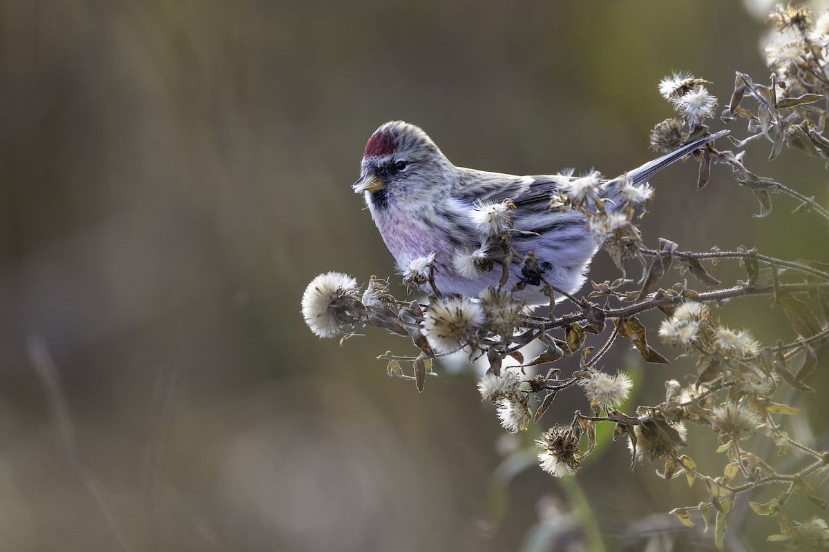 תפוחית שחורת-סנטר - ML645219903