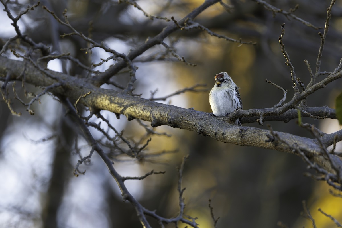 תפוחית שחורת-סנטר - ML645219904