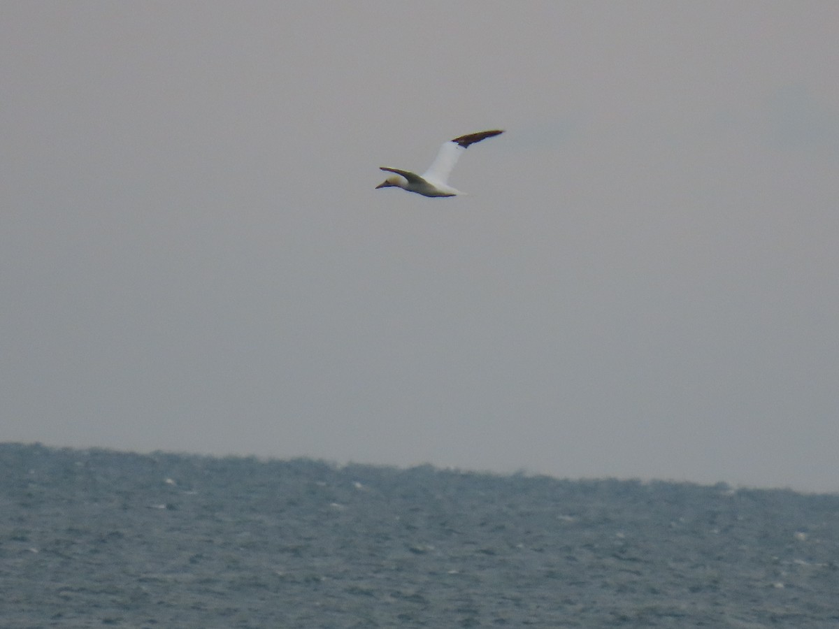 Northern Gannet - ML645219905