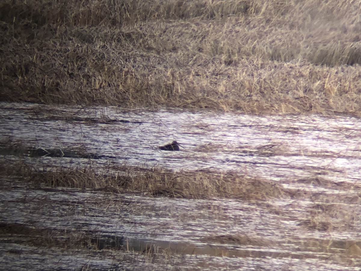 Wilson's Snipe - ML645219916