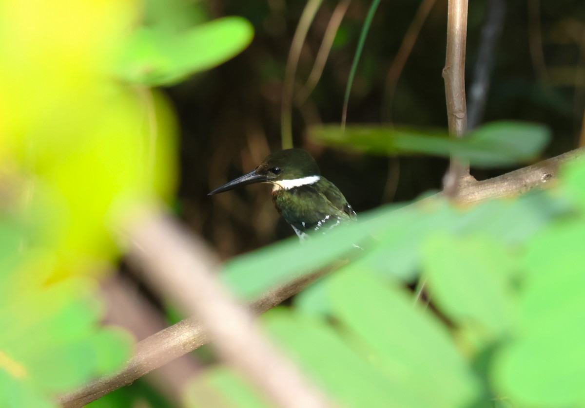 Green Kingfisher - ML645219917