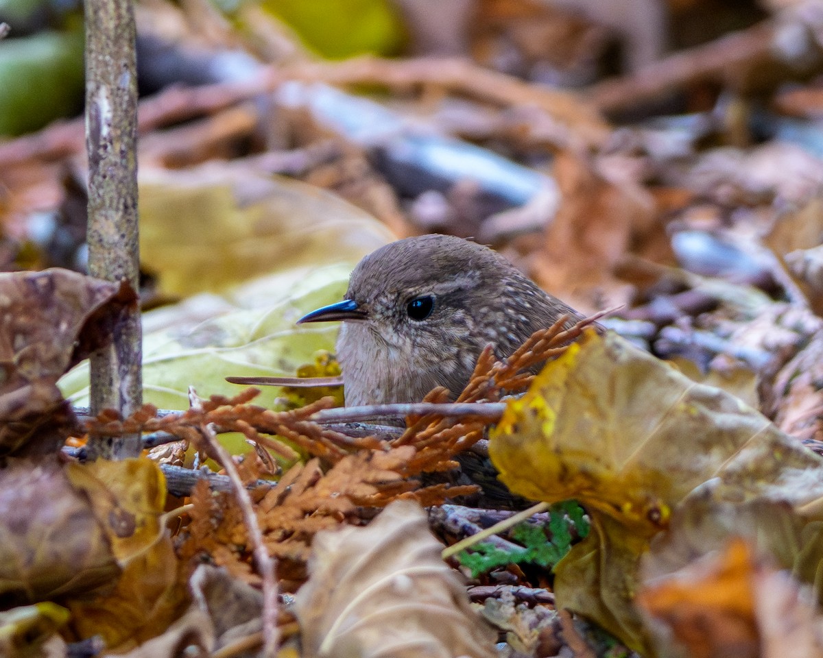 střízlík kanadský - ML645219927