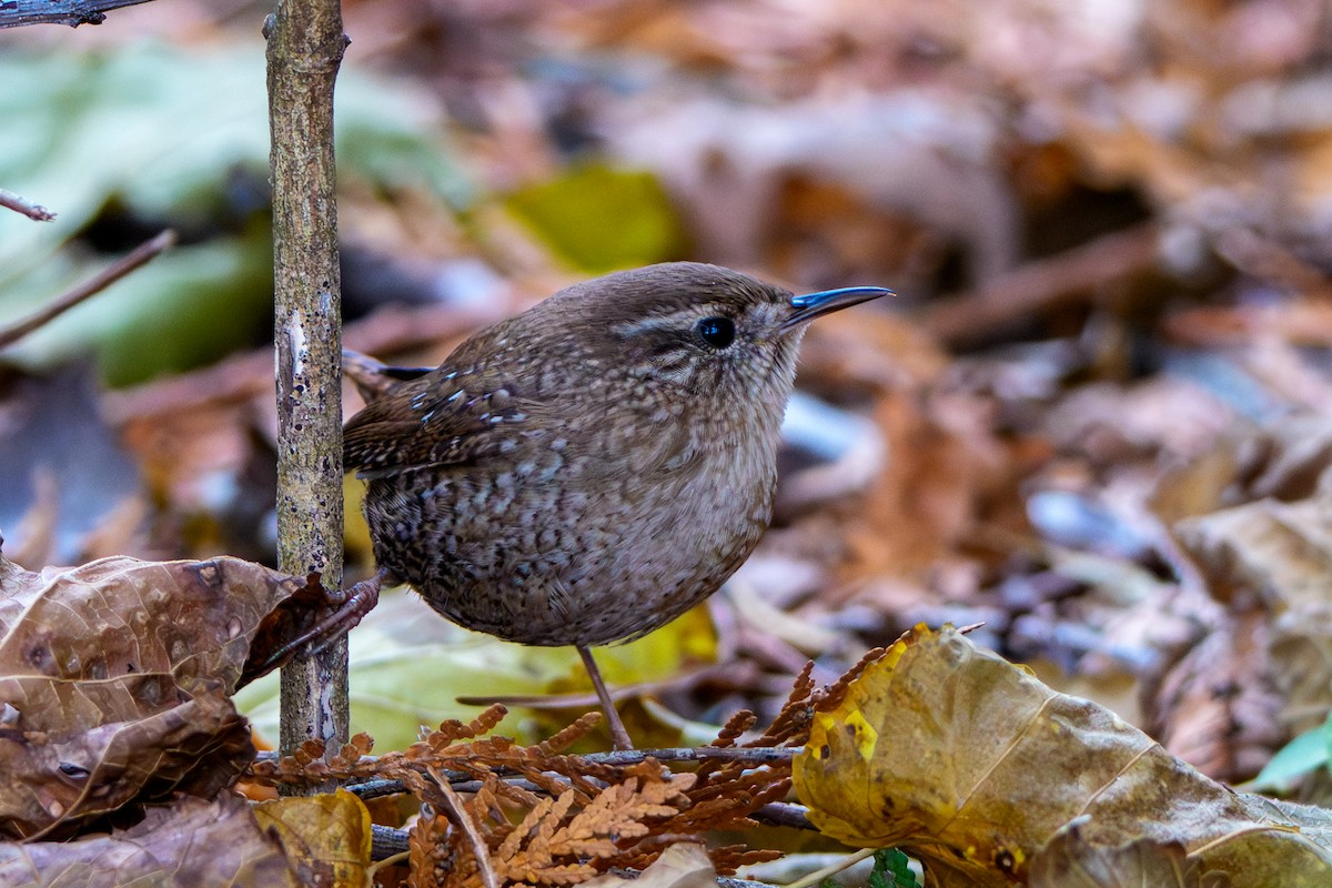 střízlík kanadský - ML645219928