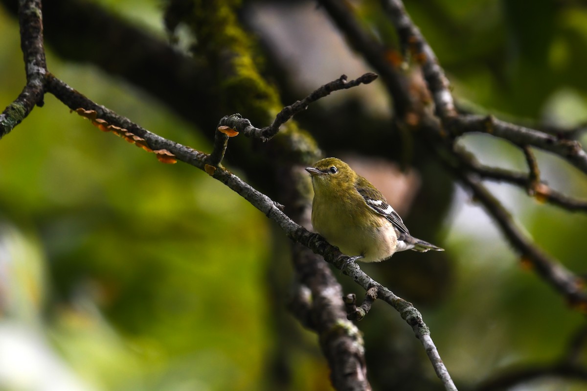 Пісняр-лісовик каштановий - ML645219944