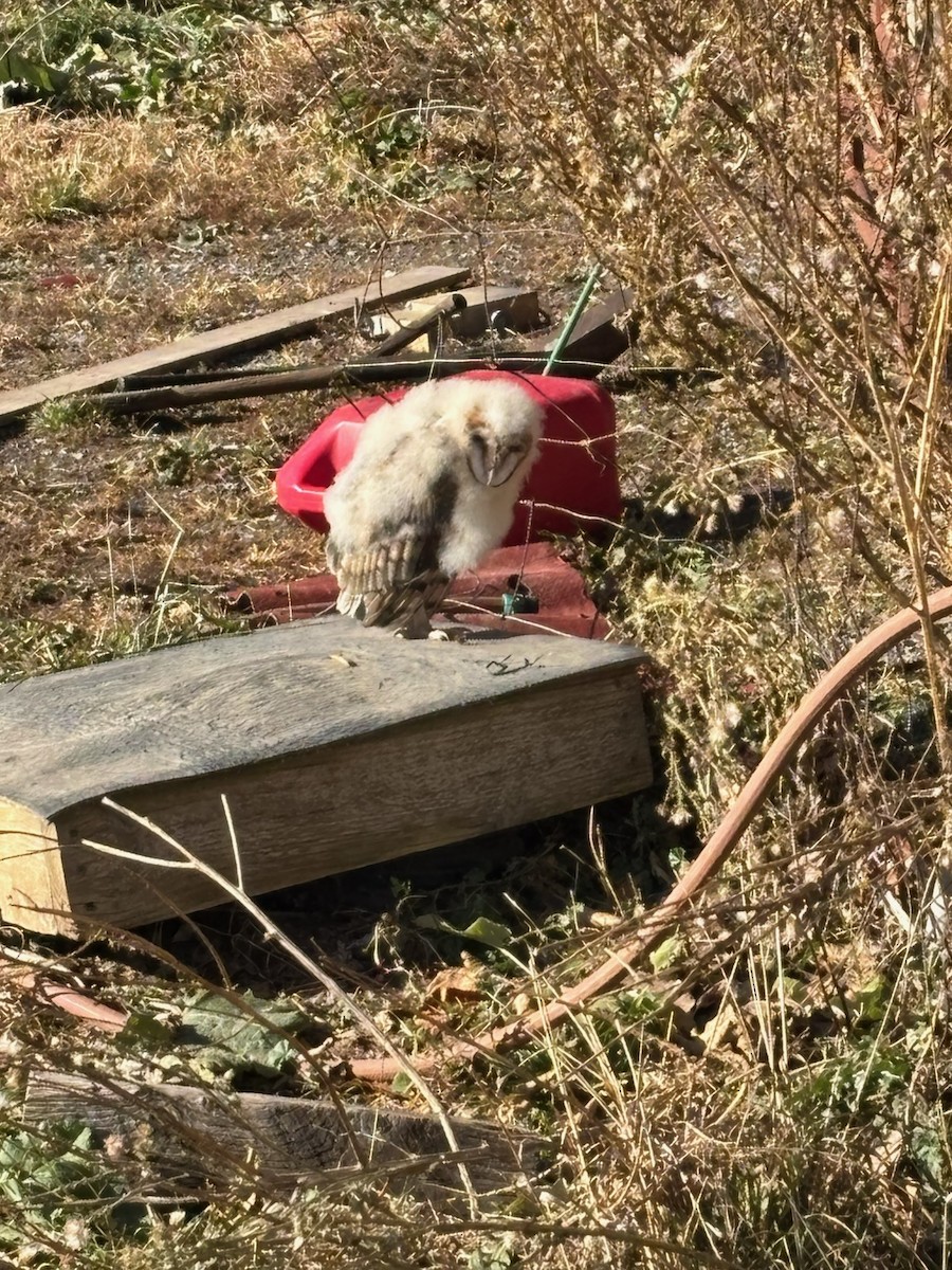 American Barn Owl - ML645219961