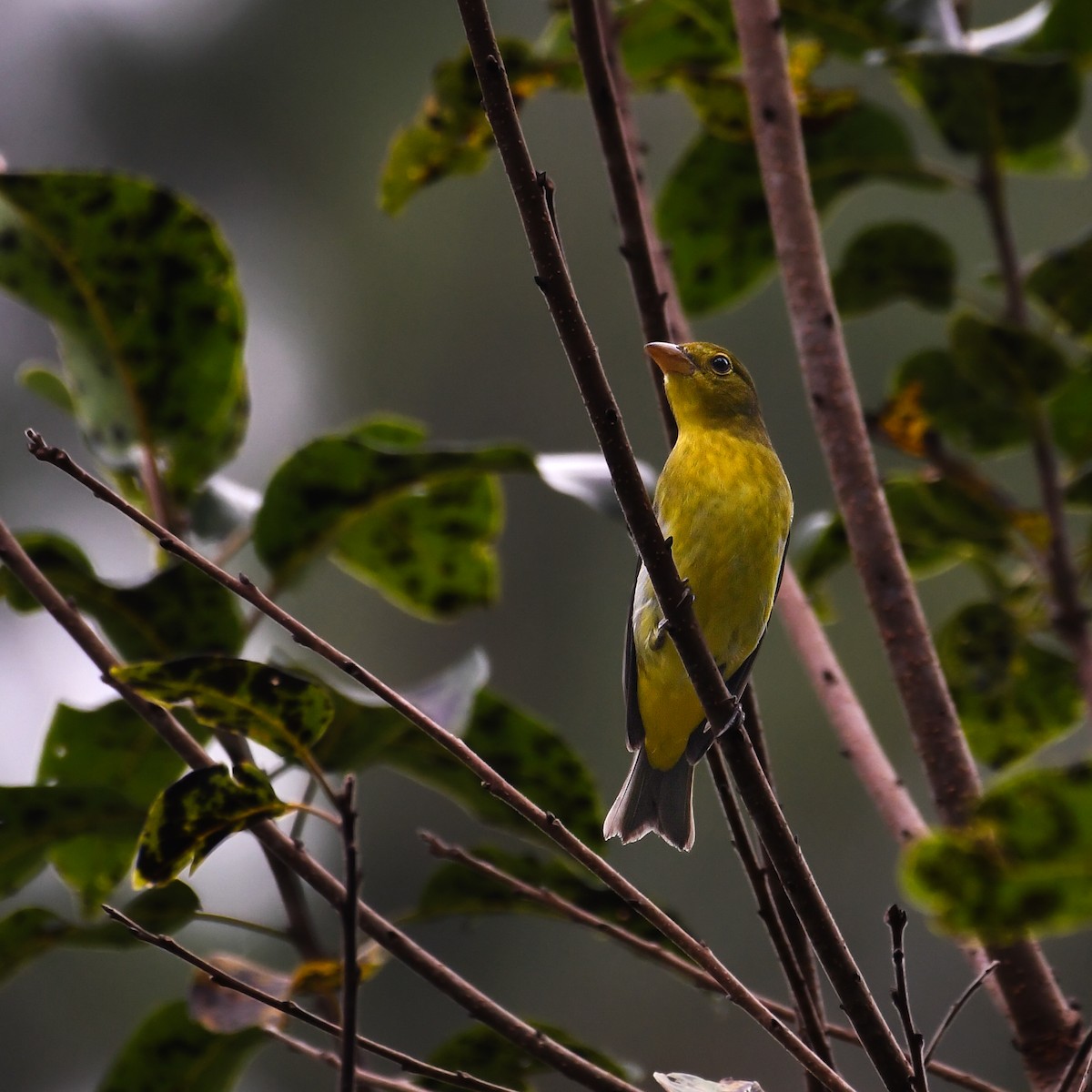 Scarlet Tanager - ML645219966