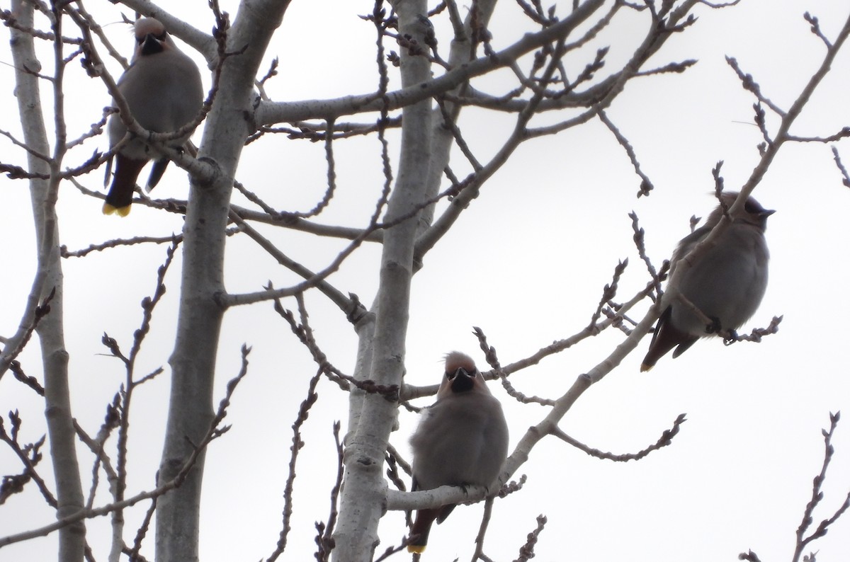 Ampelis Europeo - ML645219968