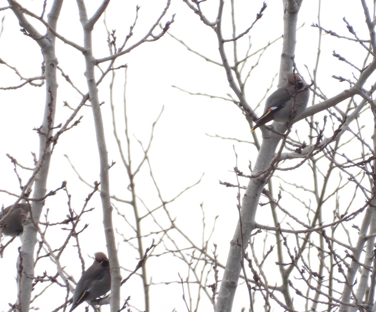 Ampelis Europeo - ML645219969