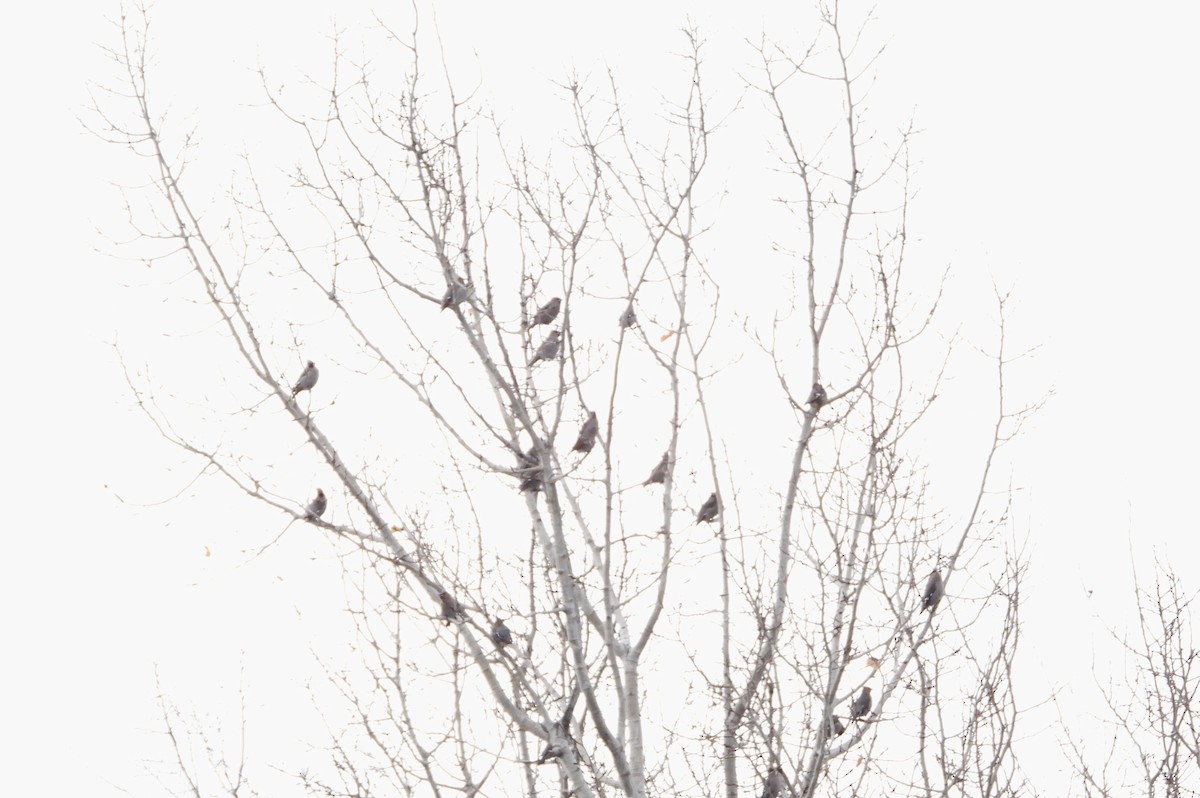 Ampelis Europeo - ML645219970