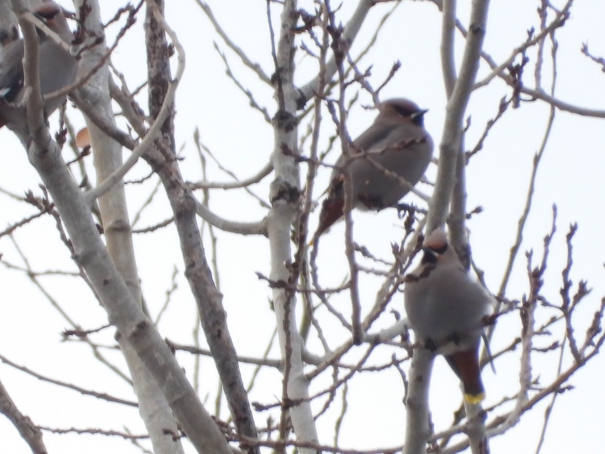 Ampelis Europeo - ML645219971