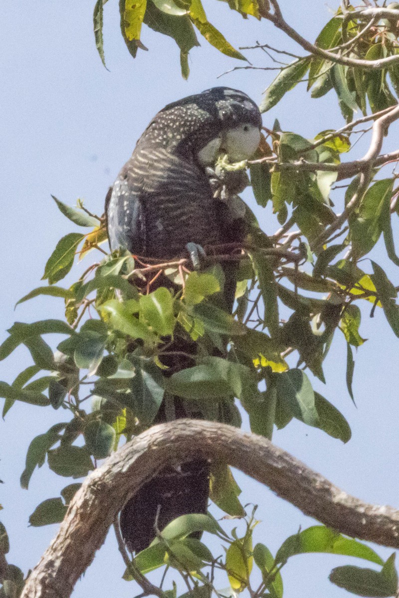 アカオクロオウム - ML645219980