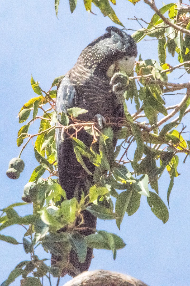 アカオクロオウム - ML645219981