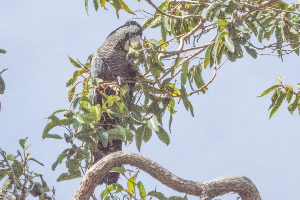 アカオクロオウム - ML645219984