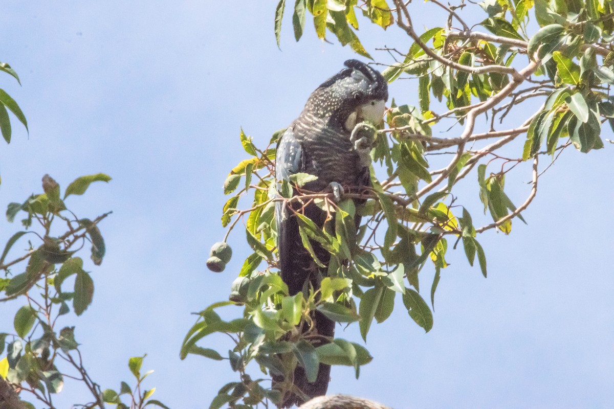 アカオクロオウム - ML645219985