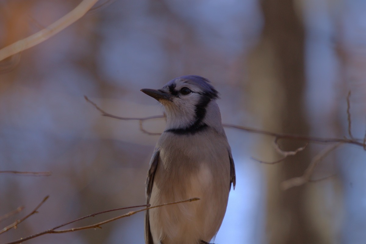 アオカケス - ML645219986