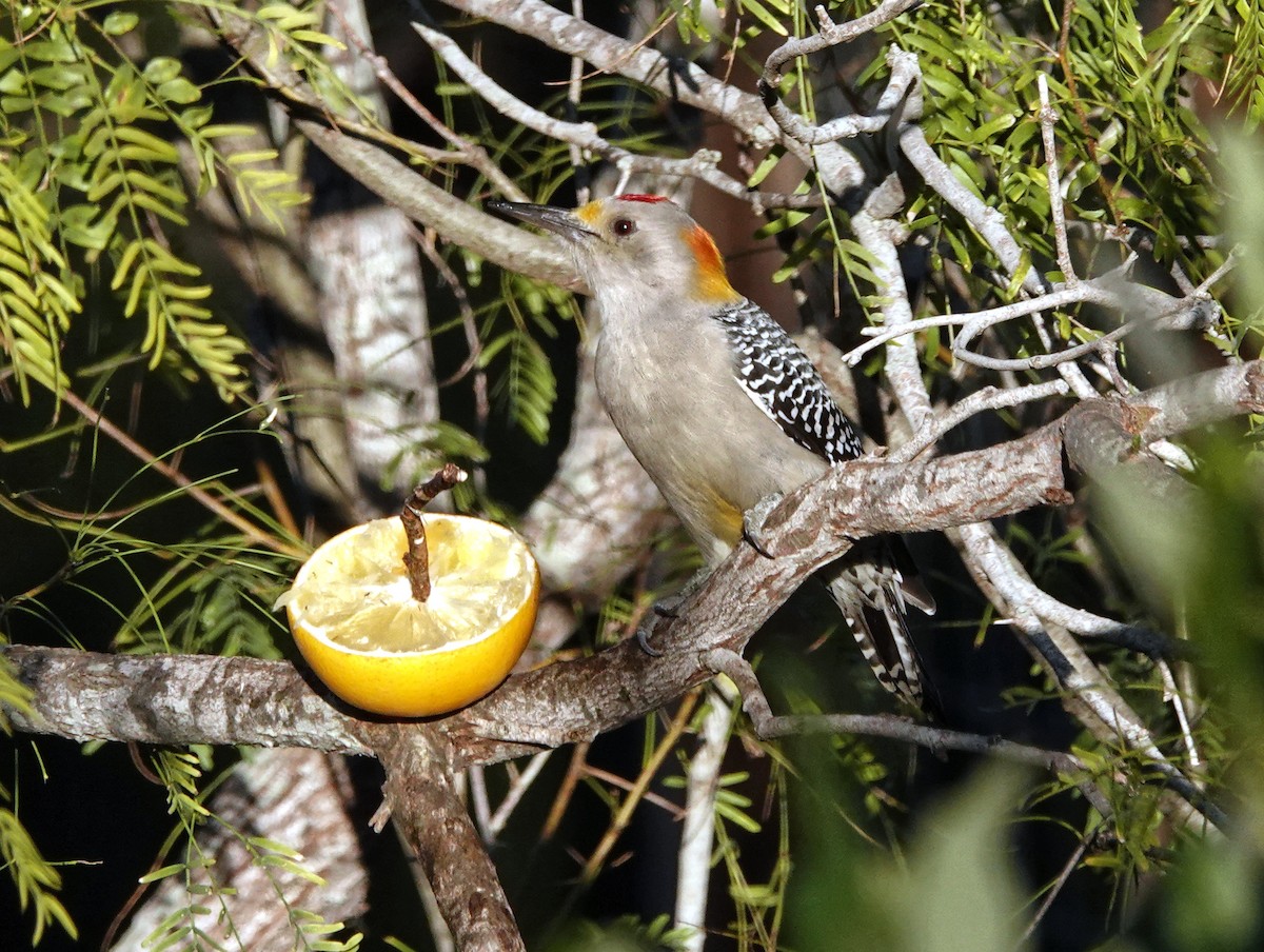 キバナシマセゲラ - ML645219989