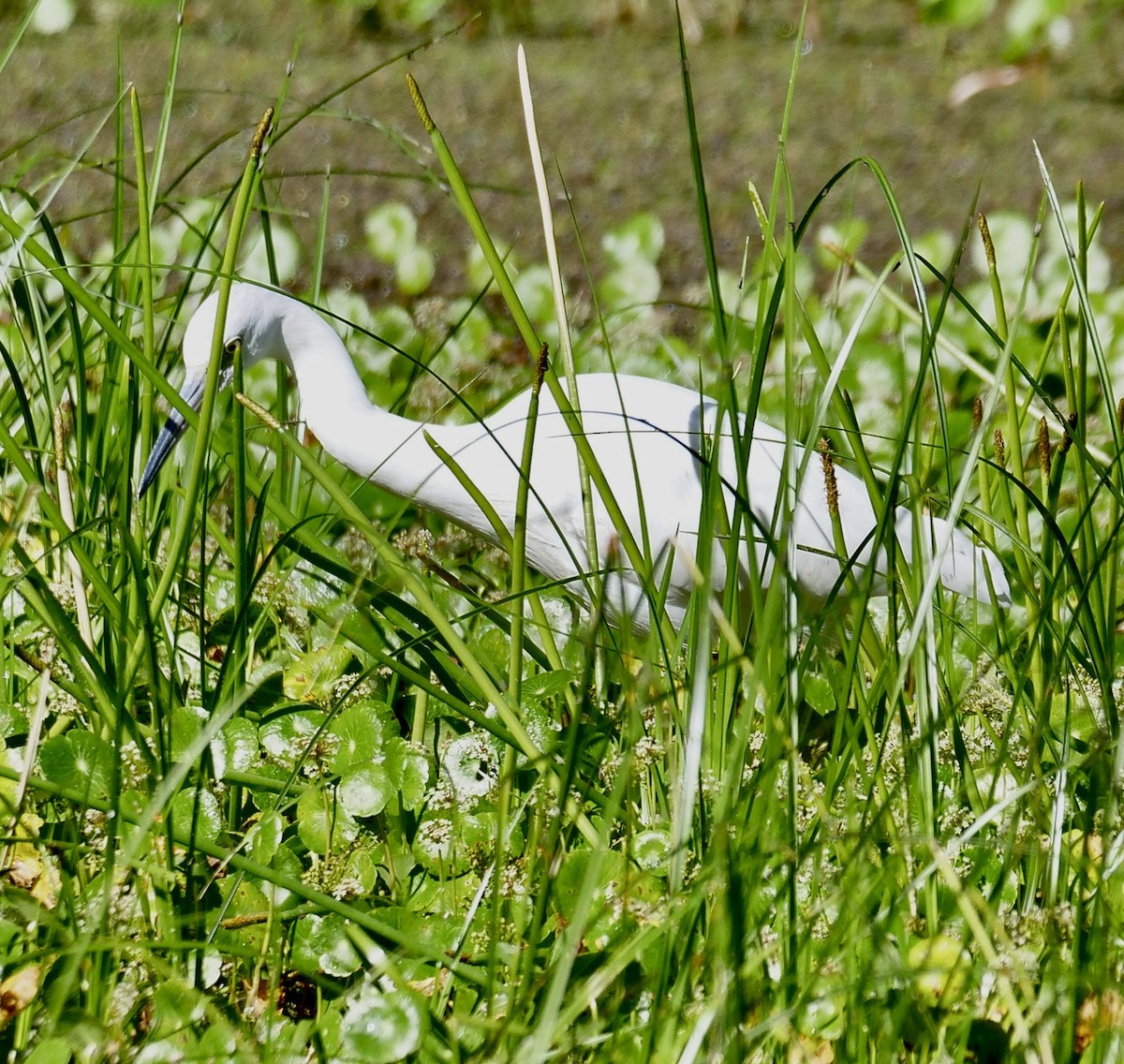 ヒメアカクロサギ - ML645219990