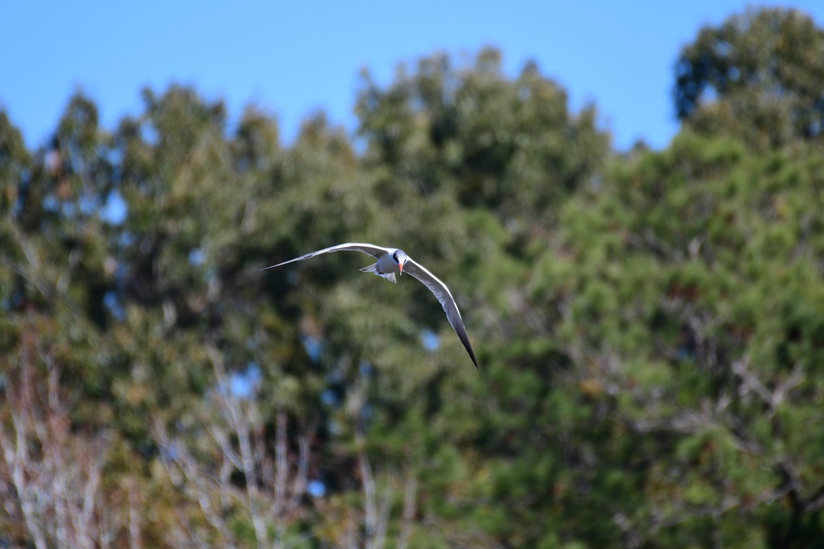 オニアジサシ - ML645219996