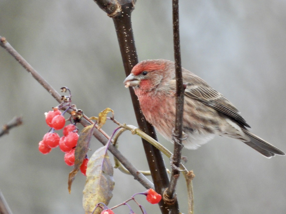 メキシコマシコ - ML645219997