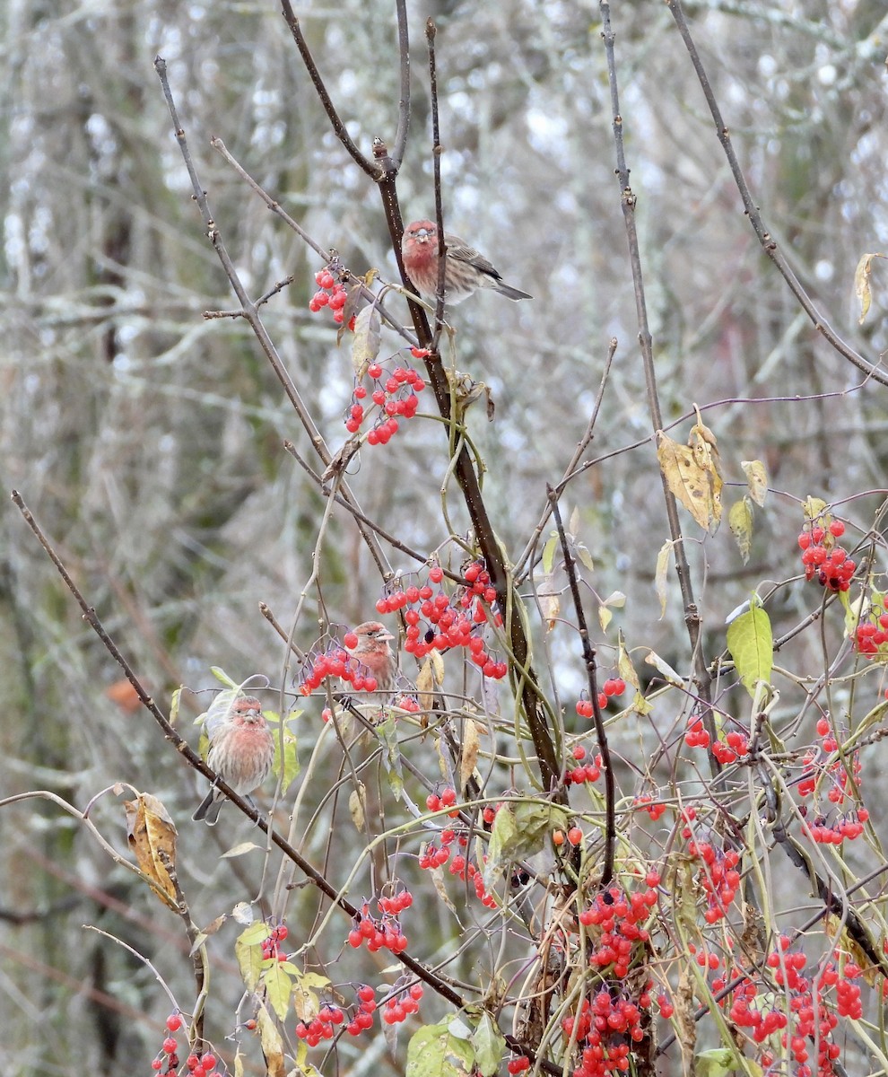 メキシコマシコ - ML645219998