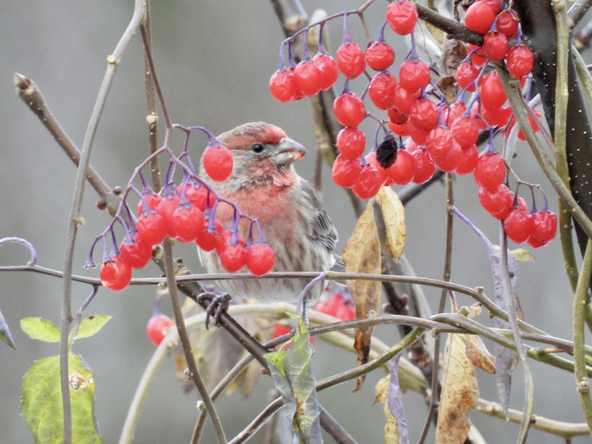 メキシコマシコ - ML645219999