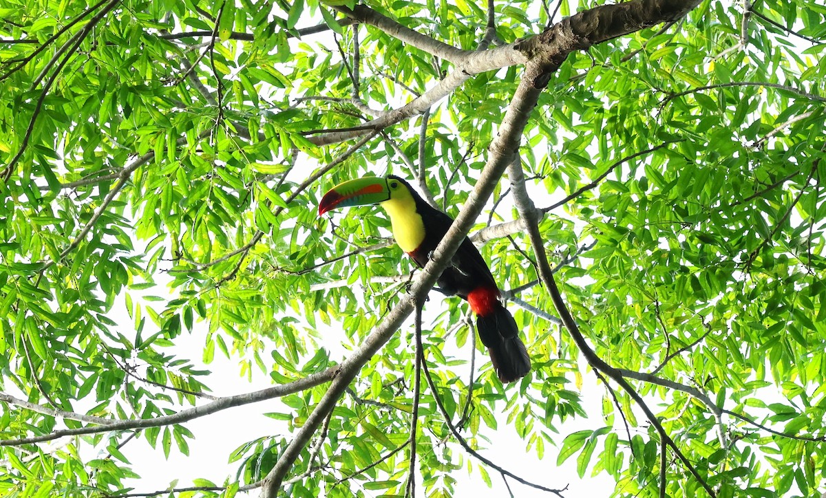 サンショクキムネオオハシ - ML645220000