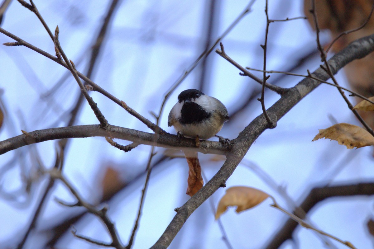 アメリカコガラ - ML645220001