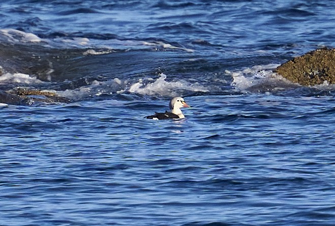 ケワタガモ - ML645220002