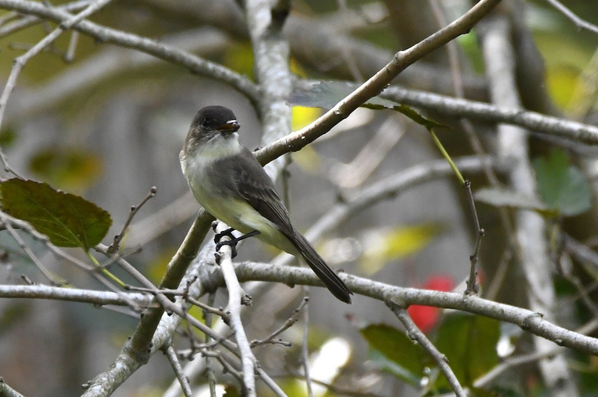 ツキヒメハエトリ - ML645220003