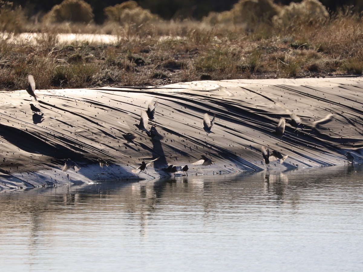チャカタルリツグミ - ML645220004